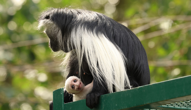 Velká radost v plzeňské zoo, narodilo se tam mládě guerézy angolské, matka i tlupa jej pečlivě hlídají