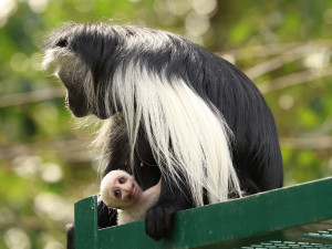 Velká radost v plzeňské zoo, narodilo se tam mládě guerézy angolské, matka i tlupa jej pečlivě hlídají