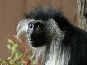 Obrovská radost v plzeňské zoo, narodilo se tam mládě guerézy angolské, matka i tlupa jej pečlivě hlídají