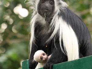 Obrovská radost v plzeňské zoo, narodilo se tam mládě guerézy angolské, matka i tlupa jej pečlivě hlídají