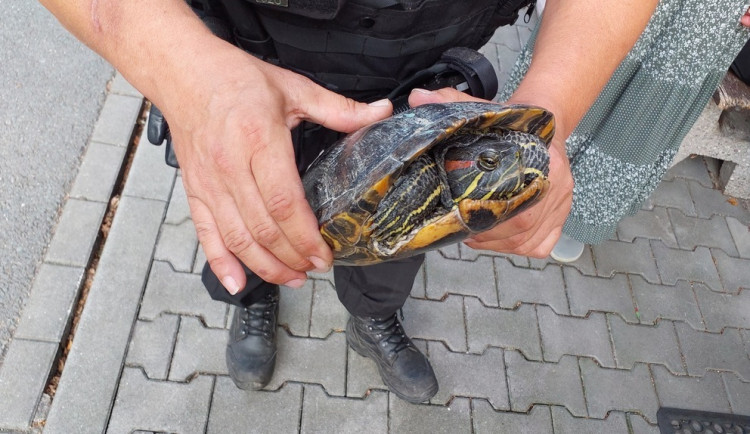 Kolem domu se procházela želva nádherná, skončila v útulku. Nepůvodní plaz představuje pro přírodu riziko