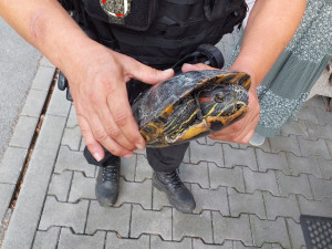 Kolem domu se procházela želva nádherná, skončila v útulku. Nepůvodní plaz představuje pro přírodu riziko