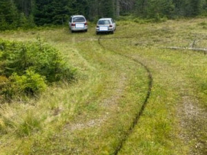 Gangy sběračů borůvek drancují lesy v NP Šumava. Strážci jim rozdali pokuty za více než čtvrt milionu korun
