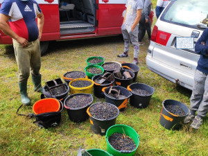 Gangy sběračů borůvek drancují lesy v NP Šumava. Strážci jim rozdali pokuty za více než čtvrt milionu korun