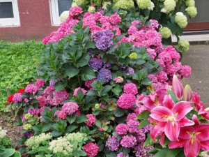 Milují květiny, tak si založili záhon přímo na sídlišti. Podobné zahrádky jsou teď velkým hitem