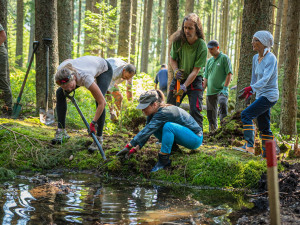 Desítky dobrovolníků pomáhaly s obnovou mokřadů a rašelinišť v Národním parku Šumava