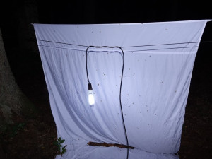 Krásu nočních motýlů mohou lidé obdivovat Arboretu Sofronka. Baterku s sebou, radí organizátoři