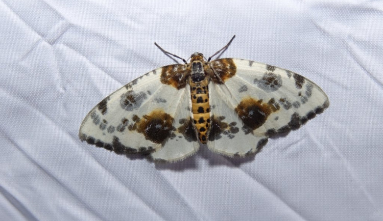 Krásu nočních motýlů mohou lidé obdivovat Arboretu Sofronka. Baterku s sebou, radí organizátoři