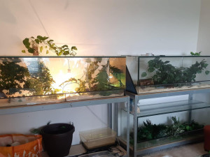 Muž měl doma celkem čtyři jedovaté hady, zdroj: Policie ČR