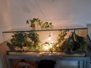 Muž měl doma celkem čtyři jedovaté hady, zdroj: Policie ČR