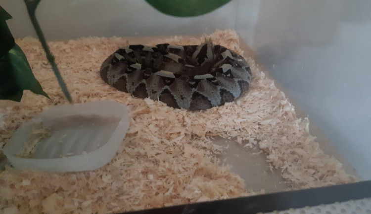 Muž jako zázrakem přežil uštknutí nelegálně chovanou zmijí nosorohou, teď mu hrozí pokuta až 400 tisíc