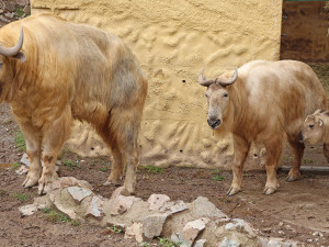 Jméno Born dostal první sameček vzácného a tajemného takina čínského, který se narodil v plzeňské zoo