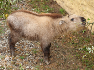 Jméno Born dostal první sameček vzácného a tajemného takina čínského, který se narodil v plzeňské zoo