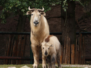 Jméno Born dostal první sameček vzácného a tajemného takina čínského, který se narodil v plzeňské zoo