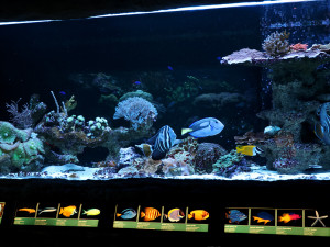 Expozice Akva Tera má nové mořské akvárium, unikátem je pomec skvělý