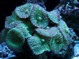 Expozice Akva Tera má nové mořské akvárium, unikátem je pomec skvělý