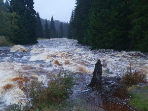 Vydra na Modravě, foto: Jarda Jarin Rendl