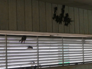 Záchrana desítek jiřiček z garáže