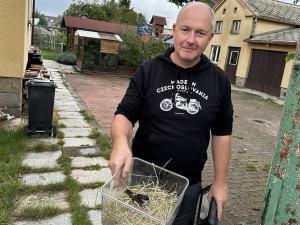 Petr Jandík právě převzal do své péče jednu zachráněnou jiřičku