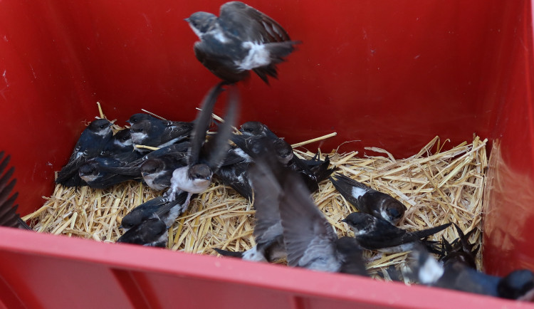 Tyto ptáčky se podařilo zachránit