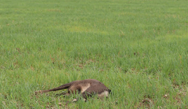 Pytlák zastřelil jelena a odřízl mu hlavu, policisté hledají svědky
