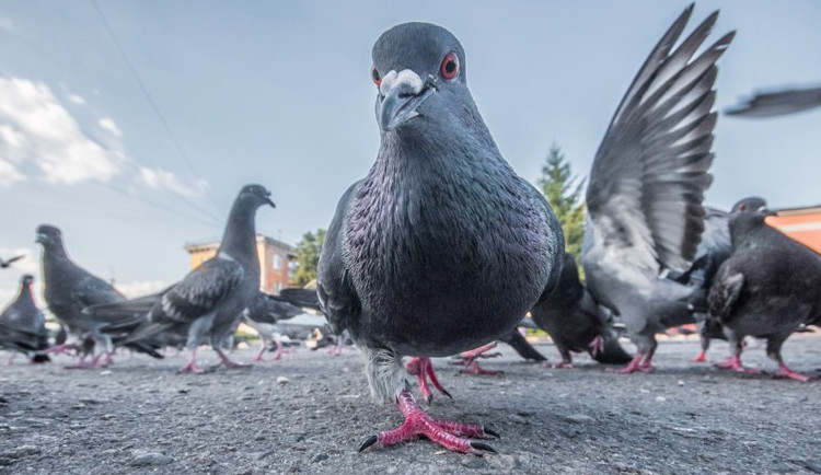 Jak řeší přemnožené holuby v Porubě? Ptáky převážejí do voliér, z hnízd berou mláďata a vajíčka