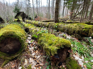 Osmdesát procent obyvatel NP Šumava si myslí, že ochrana místní přírody má pozitivní přínosy pro region