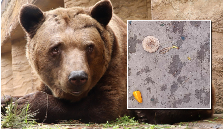 Lidé v zoo naházeli do medvědího výběhu papriky, banány i bedly. Nedělejte to, apeluje zahrada