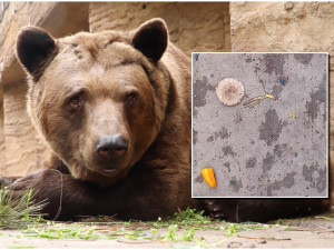 Lidé v zoo naházeli do medvědího výběhu papriky, banány i bedly. Nedělejte to, apeluje zahrada