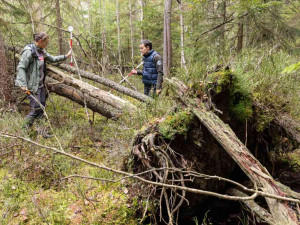 Šumavské lesy se bez lidské péče obejdou, ukazují data z bezzásahových území