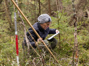 Šumavské lesy se bez lidské péče obejdou, ukazují data z bezzásahových území