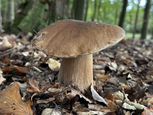 Neváhejte ani minutu, lesy jsou teď opravdu plné hub. Ideální čas na houbaření využila i Plzeňská Drbna