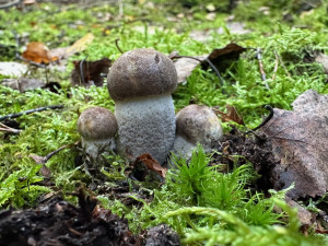 Neváhejte ani minutu, lesy jsou teď opravdu plné hub. Ideální čas na houbaření využila i Plzeňská Drbna