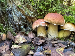 Neváhejte ani minutu, lesy jsou teď opravdu plné hub. Ideální čas na houbaření využila i Plzeňská Drbna