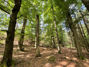 Smrkové monokultury v Brdech se mění na pestré lesy s listnatými stromy