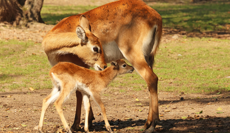 Plzeňská zoo se pochlubila stým mládětem ohrožené antilopy vodušky červené