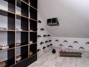 První městský holubník za 590 tisíc korun pomůže s regulací holubí populace