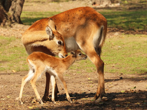 Plzeňská zoo se pochlubila stým mládětem ohrožené antilopy vodušky červené