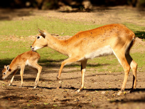 Plzeňská zoo se pochlubila stým mládětem ohrožené antilopy vodušky červené