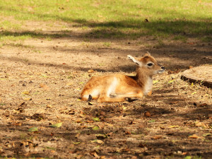 Plzeňská zoo se pochlubila stým mládětem ohrožené antilopy vodušky červené