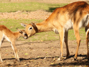 Plzeňská zoo se pochlubila stým mládětem ohrožené antilopy vodušky červené
