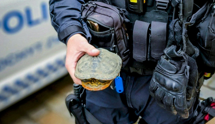 Strážníci plzeňské městské policie už z ulic sebrali desítky želv