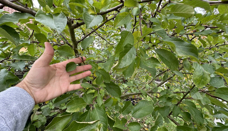 Pěstitelé ovoce z Plzeňska požádají stát o kompenzace za úrodu zničenou jarními mrazy