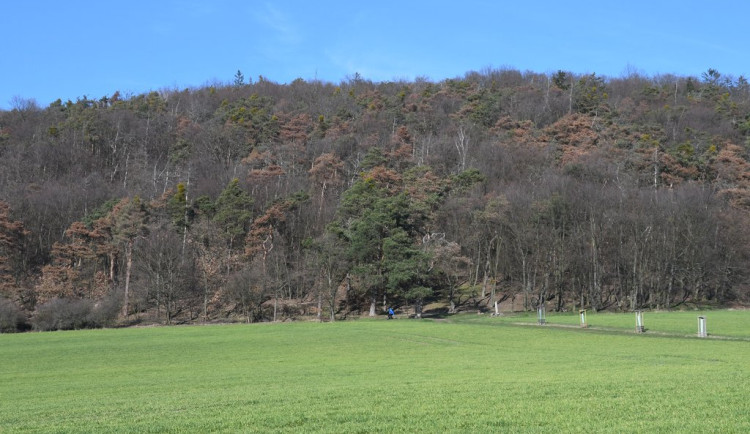 Plzeň převzala les na Chlumu, lesníci začínají s pracemi v lese