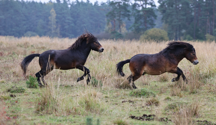 Firmy se mohou zapojit do eko projektu, první pomohl rozšířit rezervaci, kde žijí exmoorské pony