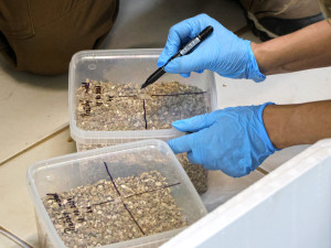 Želva obrovská nakladla v plzeňské zoo 31 vajec, vylíhnutí mláďat by bylo celosvětovou senzací