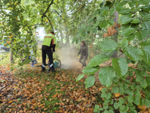 Stoletý jasan dostal speciální půdní výživu, infuze přímo ke kořenům ho ochrání před škůdci a chorobami