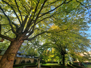 Stoletý jasan dostal speciální půdní výživu, infuze přímo ke kořenům ho ochrání před škůdci a chorobami