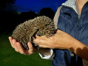 Ježkům zbývá několik posledních dní, aby se dostatečně vykrmili předtím, než upadnou do zimního spánku