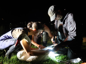 Ošetření zraněné labutě na břehu rybníka